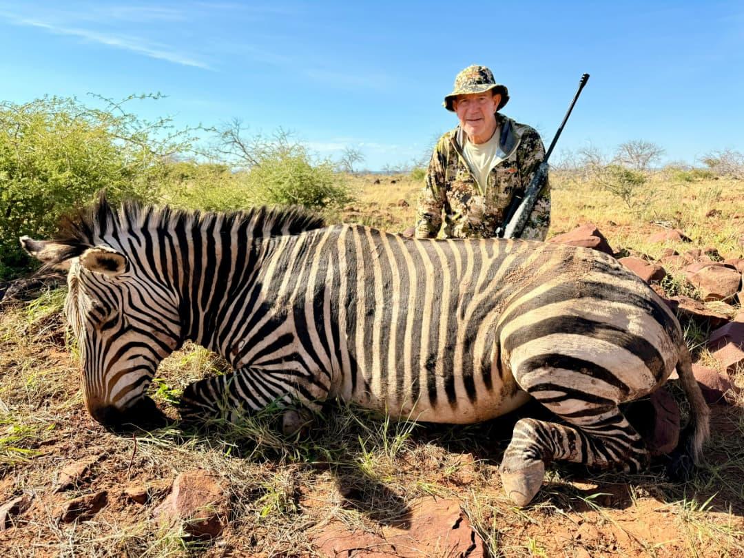 A fair-chase mountain zebra, taken on foot