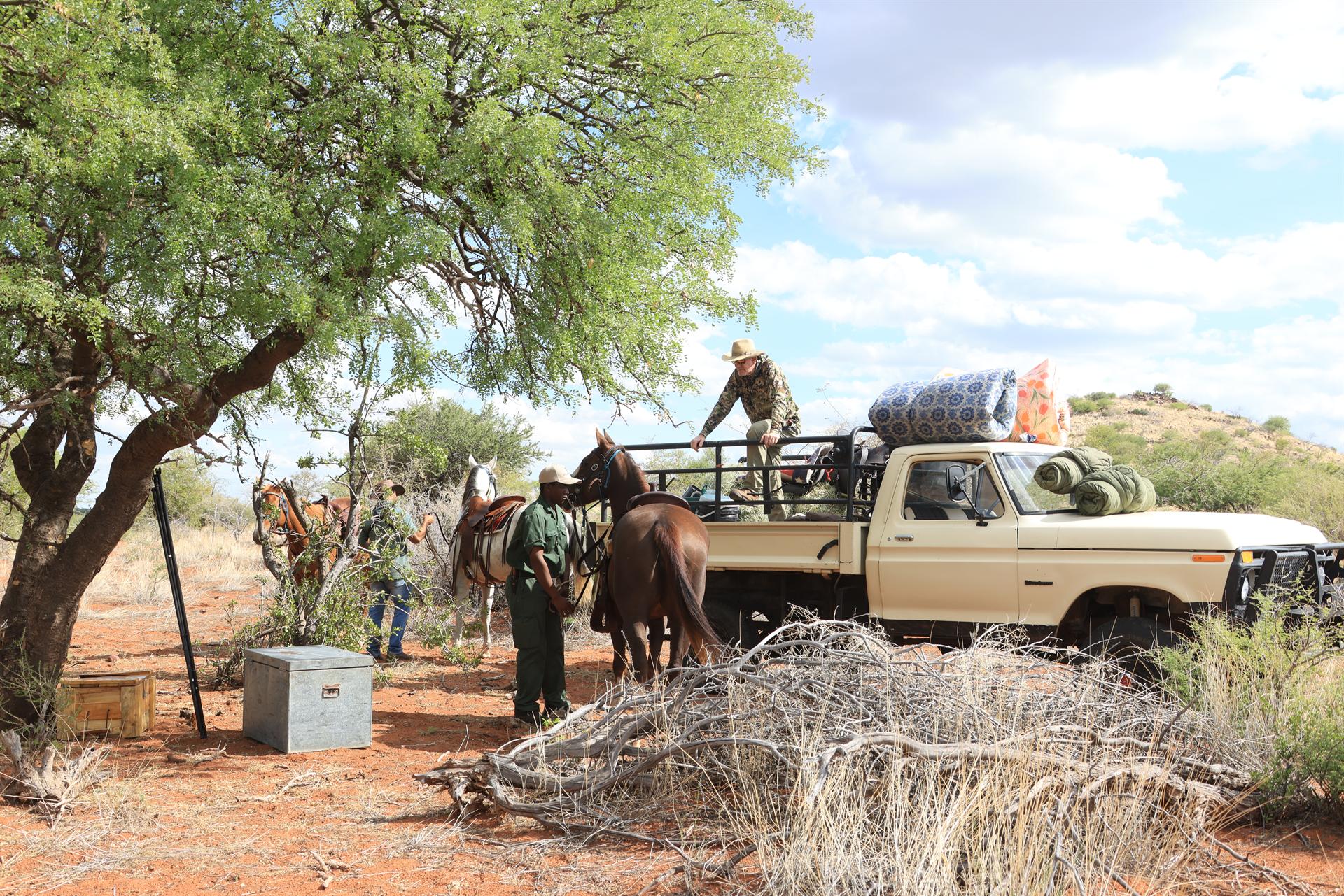 A vintage Ford pickup loading the horses at the fly camp