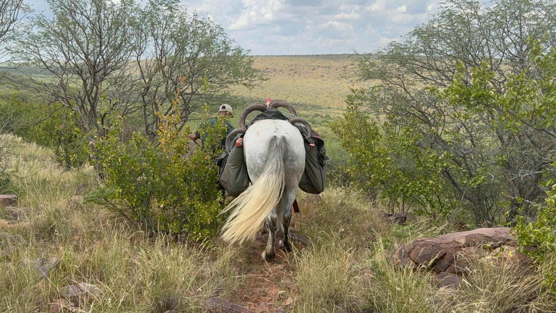 A pack horse heads home down into the valley